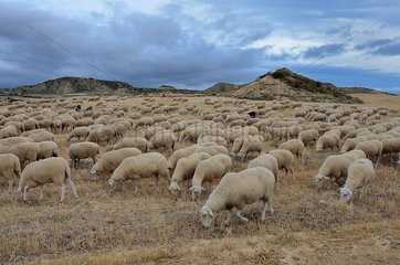 Coming back from the summer pastures (from the Roncal Valley in the Pyrenees) by crossing Bardenas-Reales desert  Navarre  Basque country  Spain