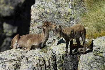Spanischer Ibex und junger Sierra von Gredos Spanien