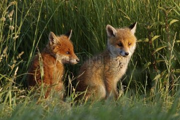 Fox cub at the exit of the burrow Vosges France