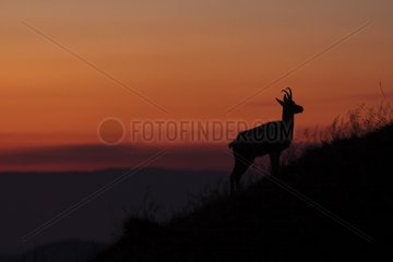 Chamois at dawn on the ridges Vosges Alsace France