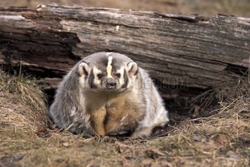 Badger of America in front of are burrow the USA