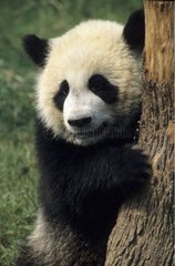 Panda derrière un tronc en centre de reproduction Chine