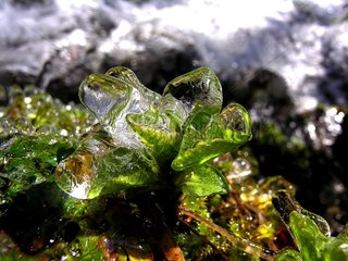 Ice-covered moss Aubrac Lozere