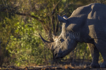 Southern white rhinoceros (Ceratotherium simum simum)  Kruger National Park  South Africa