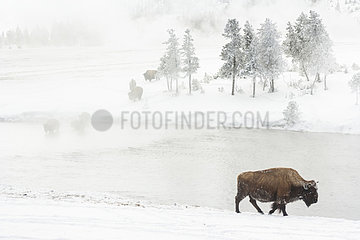 American bison (Bison bison)  Yellowstone National Park  USA