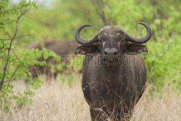 African Buffalo (Syncerus caffer) in savanah  Kruger  South Africa