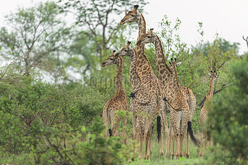 Giraffe (Giraffa camelopardalis) and young in the savannah  Kruger  South Africa
