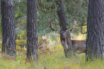 Fallow Deer (Dama dama) in Autumn  Hesse  Germany  Europe