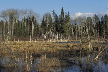 Part of a wood transformed into lake by beavers Manitoba
