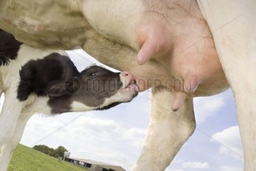 Première tétée d'un veau Prim'Holstein au pré