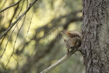 Roter Eichhörnchen auf einem Zweig Alaska