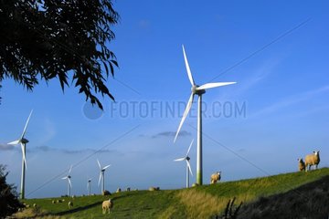 Schafe  die in einem Polder unter Windmühlen Deutschland weiden