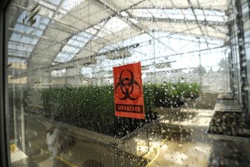 Greenhouse cultivation of GMOs