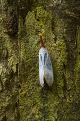 Lantern fly on bark Mount Kinabalu National Park Malaysia