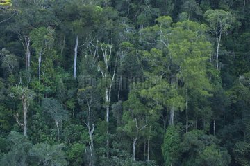 Tropical Forest Mount Kinabalu National Park Borneo Malaysia