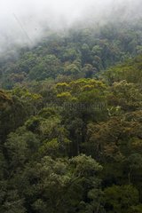 Rainforest Mount Kinabalu National Park Malaysia
