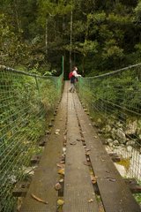 Suspension Bridge Mount Kinabalu National Park Borneo Malays