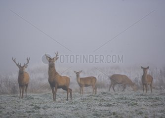Red deers in winter Álava Spain