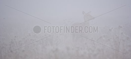 Red deer female in winter Álava Spain