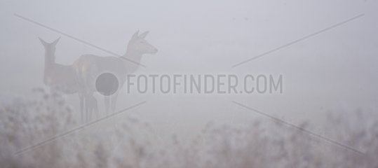 Red deers in winter Álava Spain