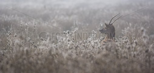 Red deer in winter Álava Spain