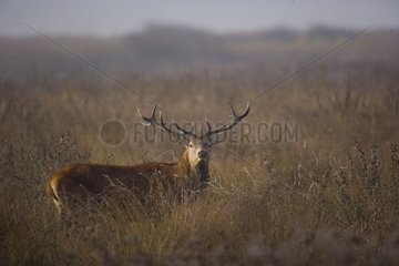 Red deer in winter Álava Spain
