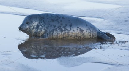 Gray seal on the beach Donna Nook Reserve Lincolnshire
