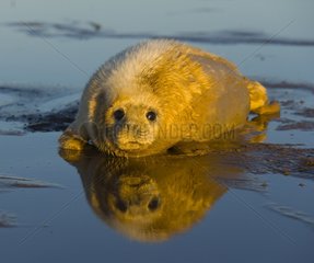 Young Gray seal Donna Nook Reserve Lincolnshire