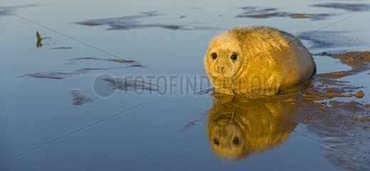 Young Gray seal Donna Nook Reserve Lincolnshire