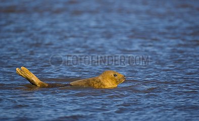 Gray seal in water Reserve Donna Nook Lincolnshire