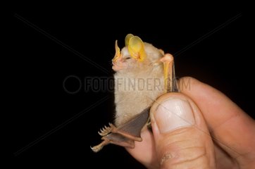 McConnell's yellow-eared bat on hand Kaw Guiana