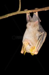 McConnell's yellow-eared bat suspended Kaw Guiana