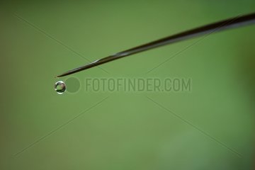 Drop of water falling from the tip of a leaf on green background