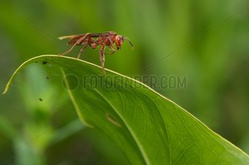 Mason wasp on a leaf French Guiana