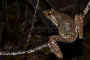 Gladiator tree frog on a branch French Guiana