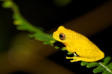 Lesser Treefrog on a leaf Kaw French Guiana