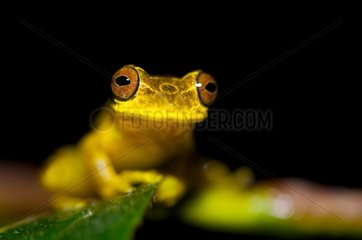 Portrait of Lesser Treefrog Kaw French Guiana