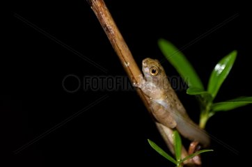 Young Lesser Treefrog on a branch Kaw French Guiana