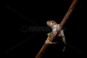 Young Lesser Treefrog on a branch Kaw French Guiana