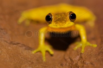 Portrait of Lesser Treefrog on ground Kaw French Guiana
