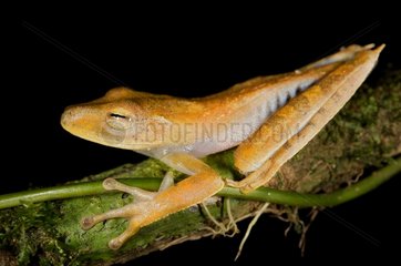 Troschel's Treefrog on a branch Kaw French Guiana