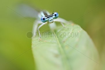 Damselfly with blue eyes Pond of Gros in Correze France
