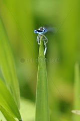 Damselfly with blue eyes Pond of Gros in Correze France