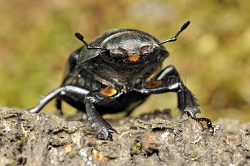Stag beetle female on a dead tree stump France