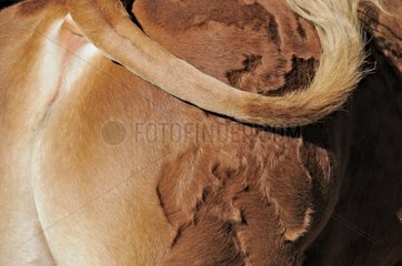 Detail of the coat of a bull Limousin France