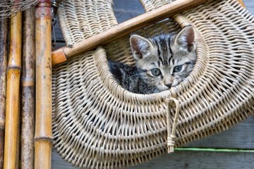Tabby kitten in a bag of fishing Oberbruck France
