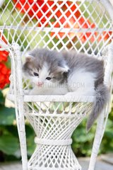 Gray and white kitten on a wicker chair in France