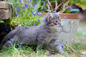 Tabby kitten in front of a flower pot Oberbruck France
