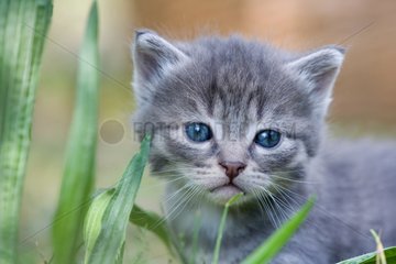 Portrait of a Tabby kitten in the grass Oberbruck France