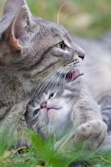 Portrait of a cat licking its kitten tabby France